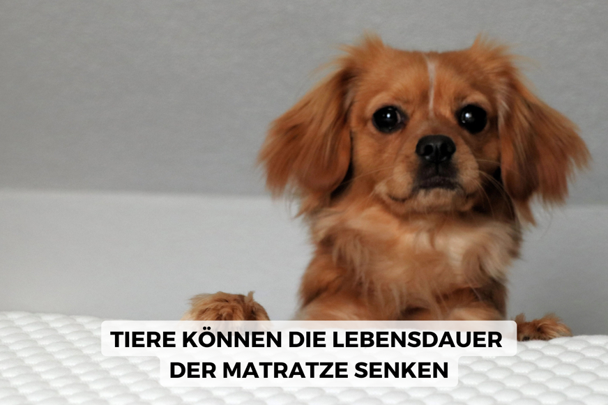 Wie lange hält eine Matratze